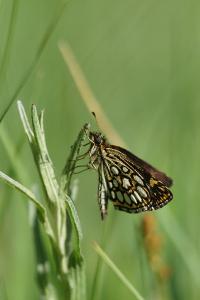 <i>Heteropterus morpheus</i>