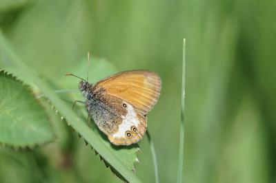 <i>Coenonympha arcania</i>