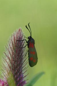 <i>Zygaena filipendulae</i>