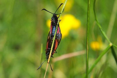<i>Zygaena trifolii</i>