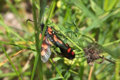 <i>Zygaena trifolii</i>