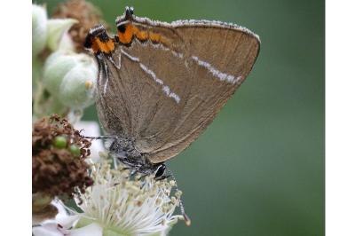 <i>Satyrium w-album</i>