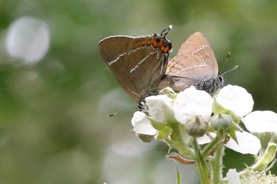 <i>Satyrium w-album</i>