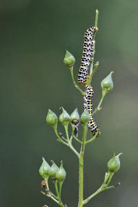<i>Cucullia scrophulariae</i>