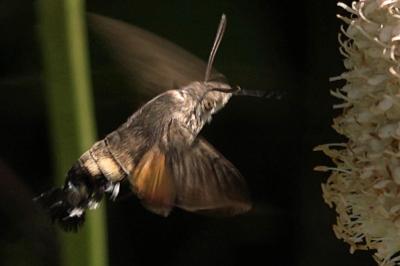 <i>Macroglossum stellatarum</i>
