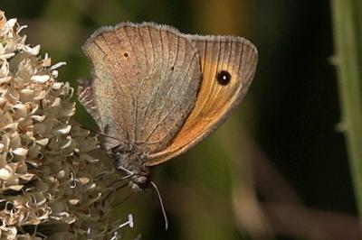 <i>Maniola jurtina</i>