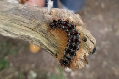 <i>Lymantria dispar</i>