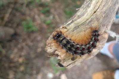 <i>Lymantria dispar</i>