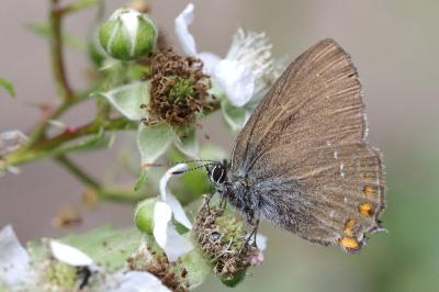 <i>Satyrium ilicis</i>