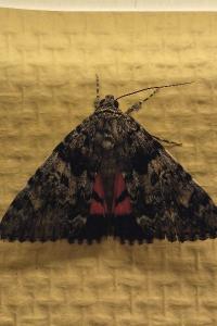 <i>Catocala promissa</i>