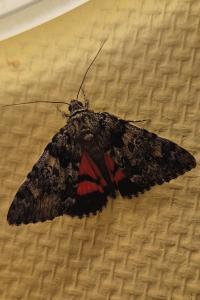 <i>Catocala promissa</i>