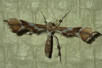 <i>Cnaemidophorus rhododactylus</i>