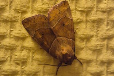 <i>Cosmia trapezina</i>
