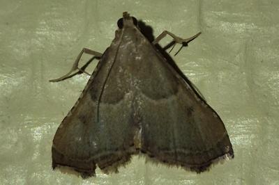 <i>Endotricha flammealis</i>