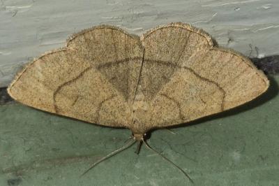 <i>Paracolax tristalis</i>