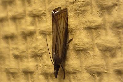 <i>Chrysoteuchia culmella</i>