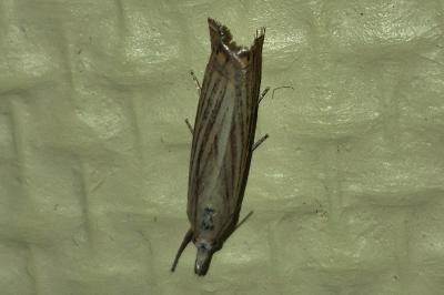 <i>Chrysoteuchia culmella</i>