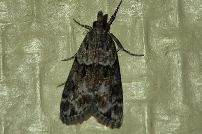 <i>Eudonia mercurella</i>