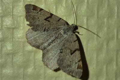 <i>Macaria wauaria</i>