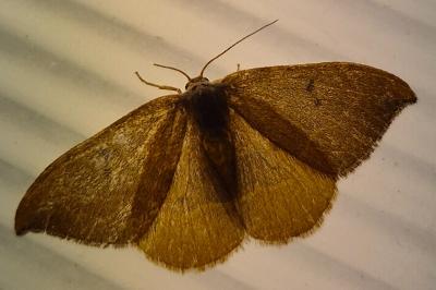 <i>Watsonalla binaria</i>