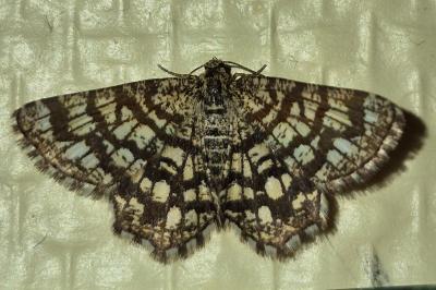 <i>Chiasmia clathrata</i>
