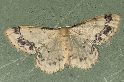 <i>Idaea trigeminata</i>