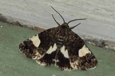 <i>Tyta luctuosa</i>