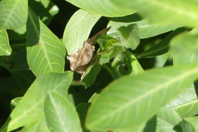 <i>Autographa gamma</i>