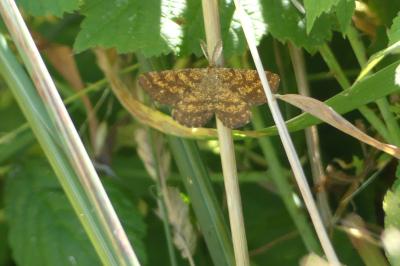 <i>Ematurga atomaria</i>