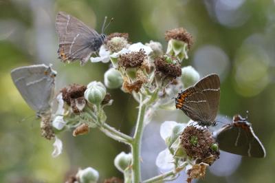 <i>Quercusia quercus</i>