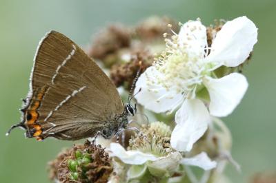 <i>Satyrium w-album</i>