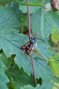 <i>Pyropteron chrysidiforme</i>