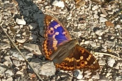 <i>Apatura ilia</i>