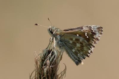 <i>Carcharodus alceae</i>