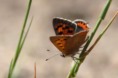 <i>Lycaena phlaeas</i>