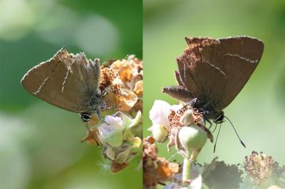 <i>Satyrium w-album</i>