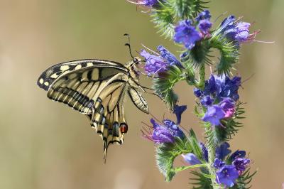 <i>Papilio machaon</i>