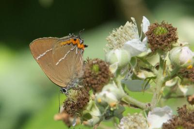 <i>Satyrium w-album</i>