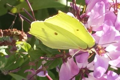 <i>Gonepteryx rhamni</i>