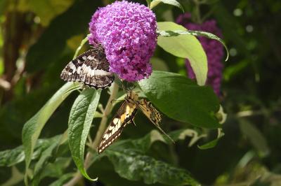 <i>Papilio machaon</i>