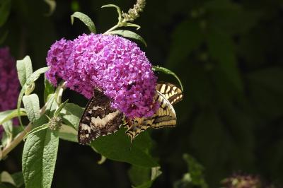 <i>Brintesia circe</i>