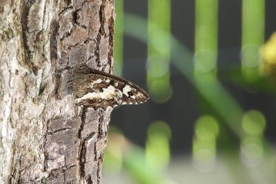 <i>Brintesia circe</i>
