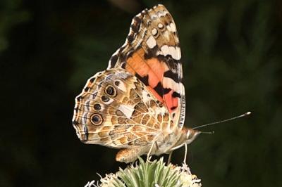 <i>Vanessa cardui</i>
