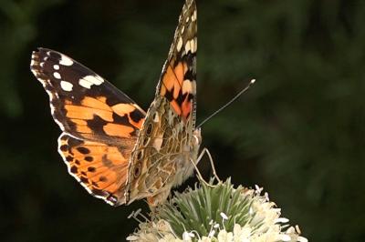 <i>Vanessa cardui</i>