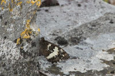 <i>Brintesia circe</i>