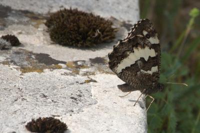 <i>Brintesia circe</i>
