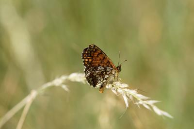 <i>Melitaea athalia</i>