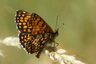 <i>Melitaea athalia</i>