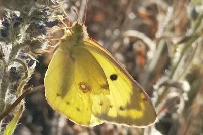 <i>Colias</i>