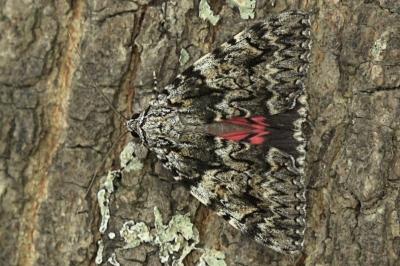 <i>Catocala promissa</i>